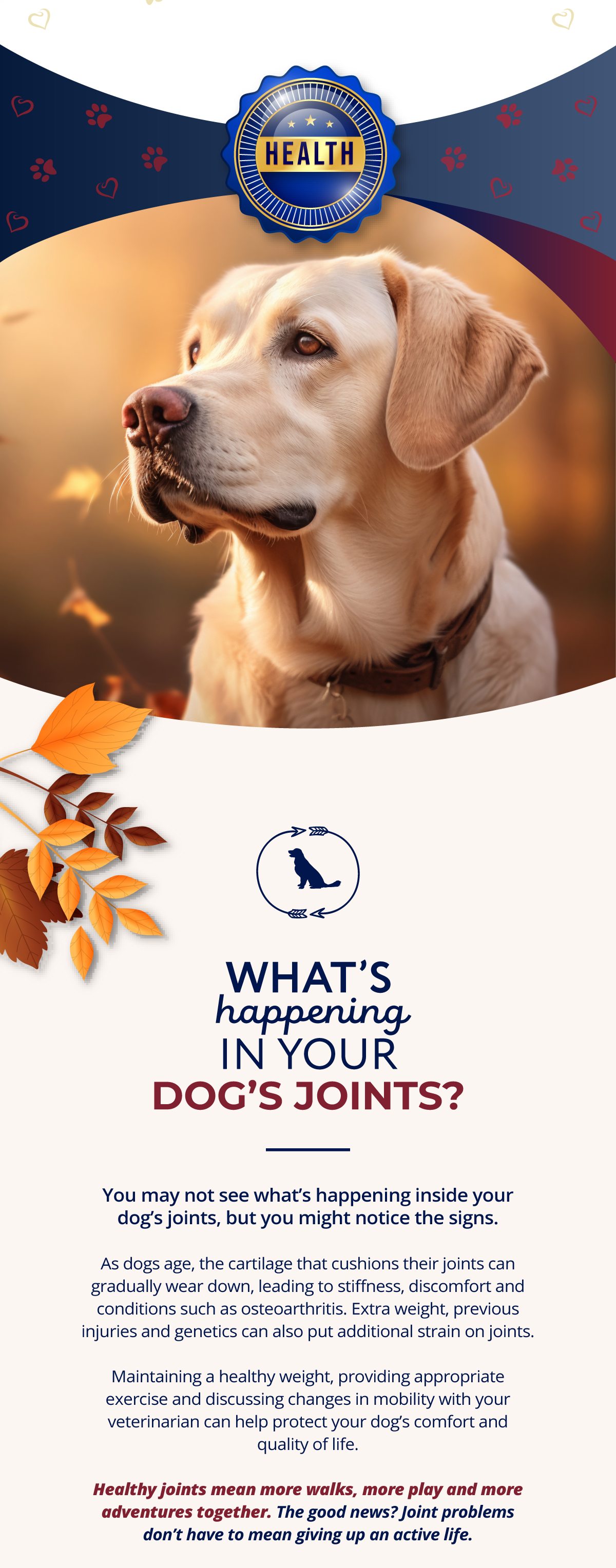 What's happening in your dog's joints.