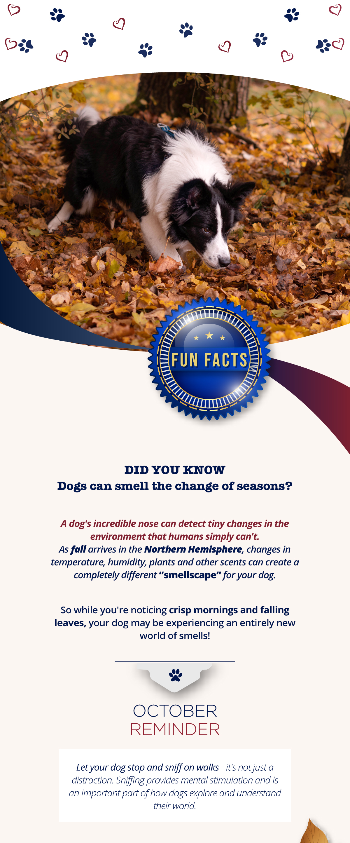 Did you know dogs can smell the change of seasons?
