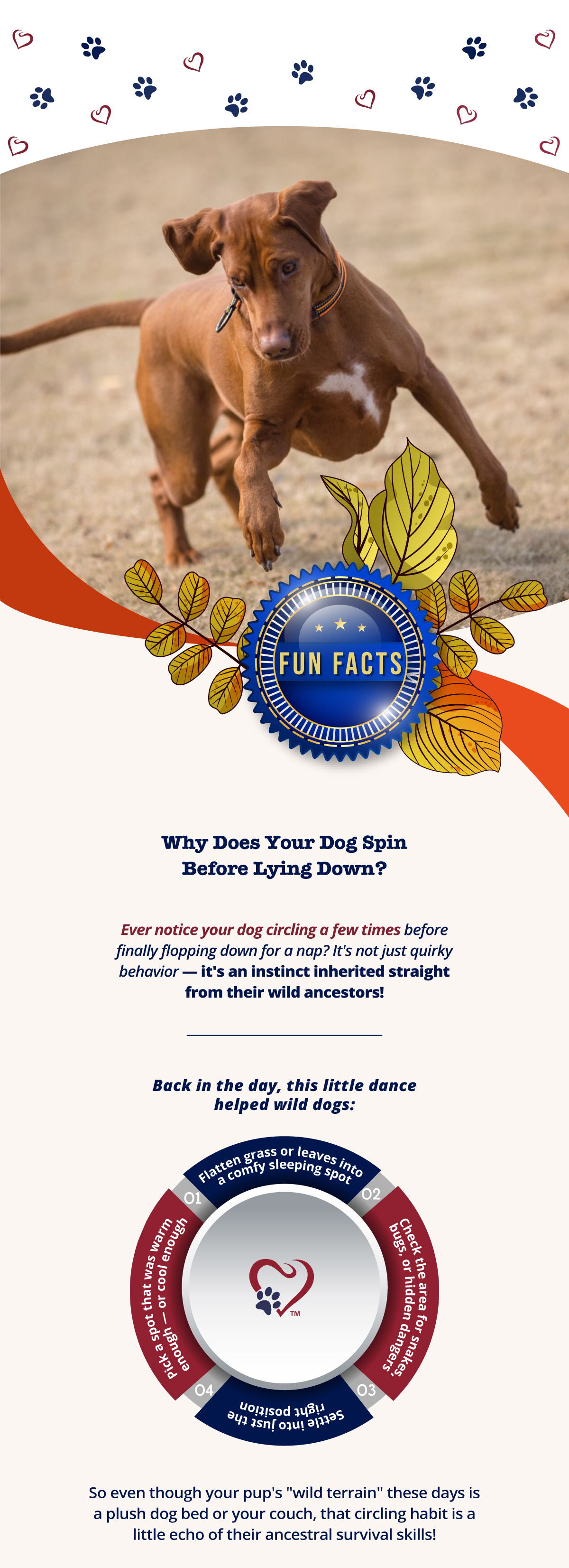 Why does your dog spin before lying down?