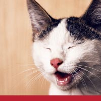 cat oral health