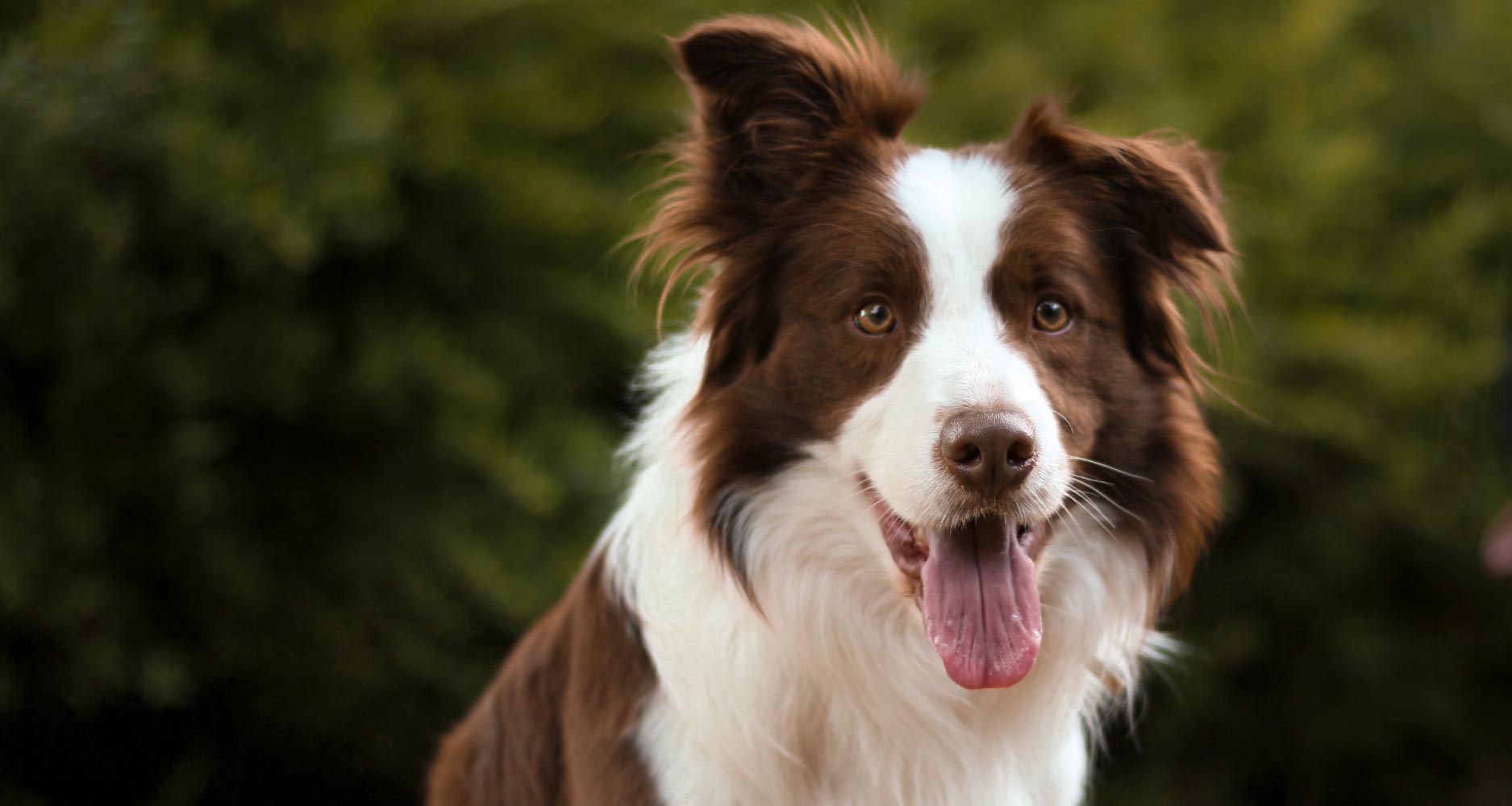 herding dogs