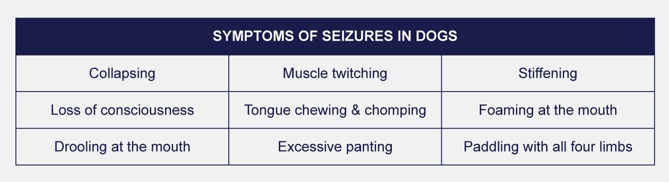 infographic table of symptoms of seizures
