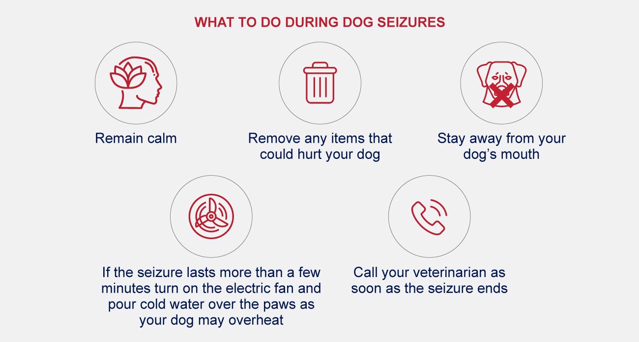 infographic of what to do during dog seizures