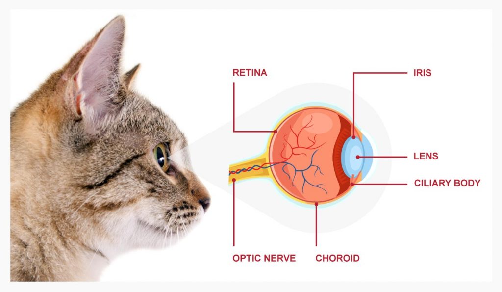 Infographic cat eye diagram