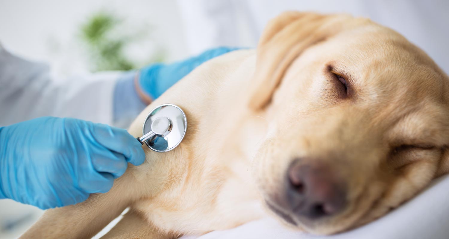 Doctor examining dogs heart beat with stethoscope