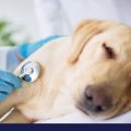 Doctor examining dogs heart beat with stethoscope