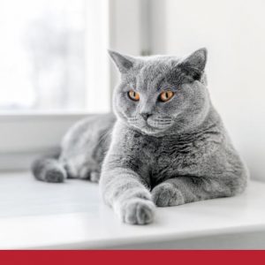 Grey cat laying on the window sill