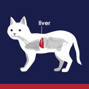Internal diagram of cat - highlighted liver