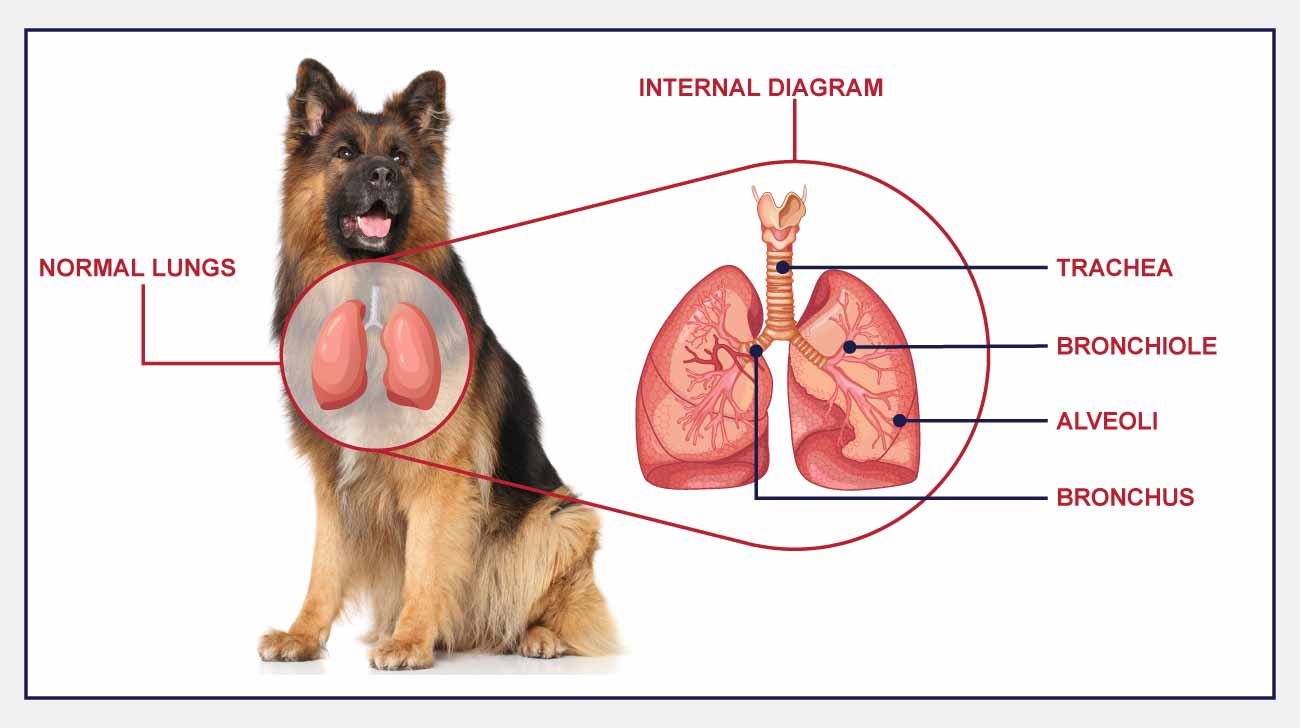 Infographic- Internal diagram of respiratory system- dog
