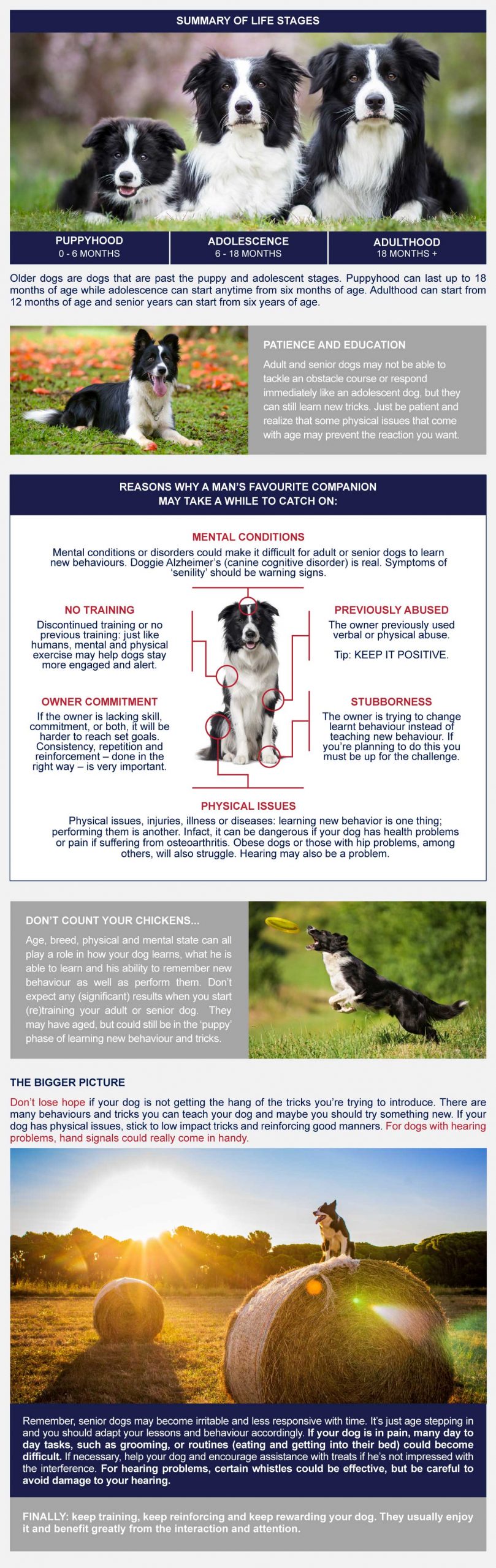 infographic training older dogs