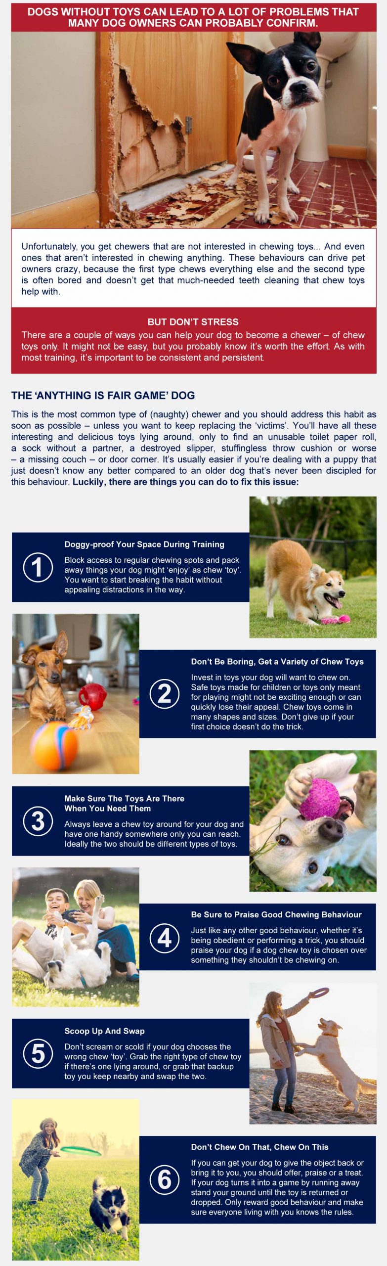 Infographic the benifits of dog toys