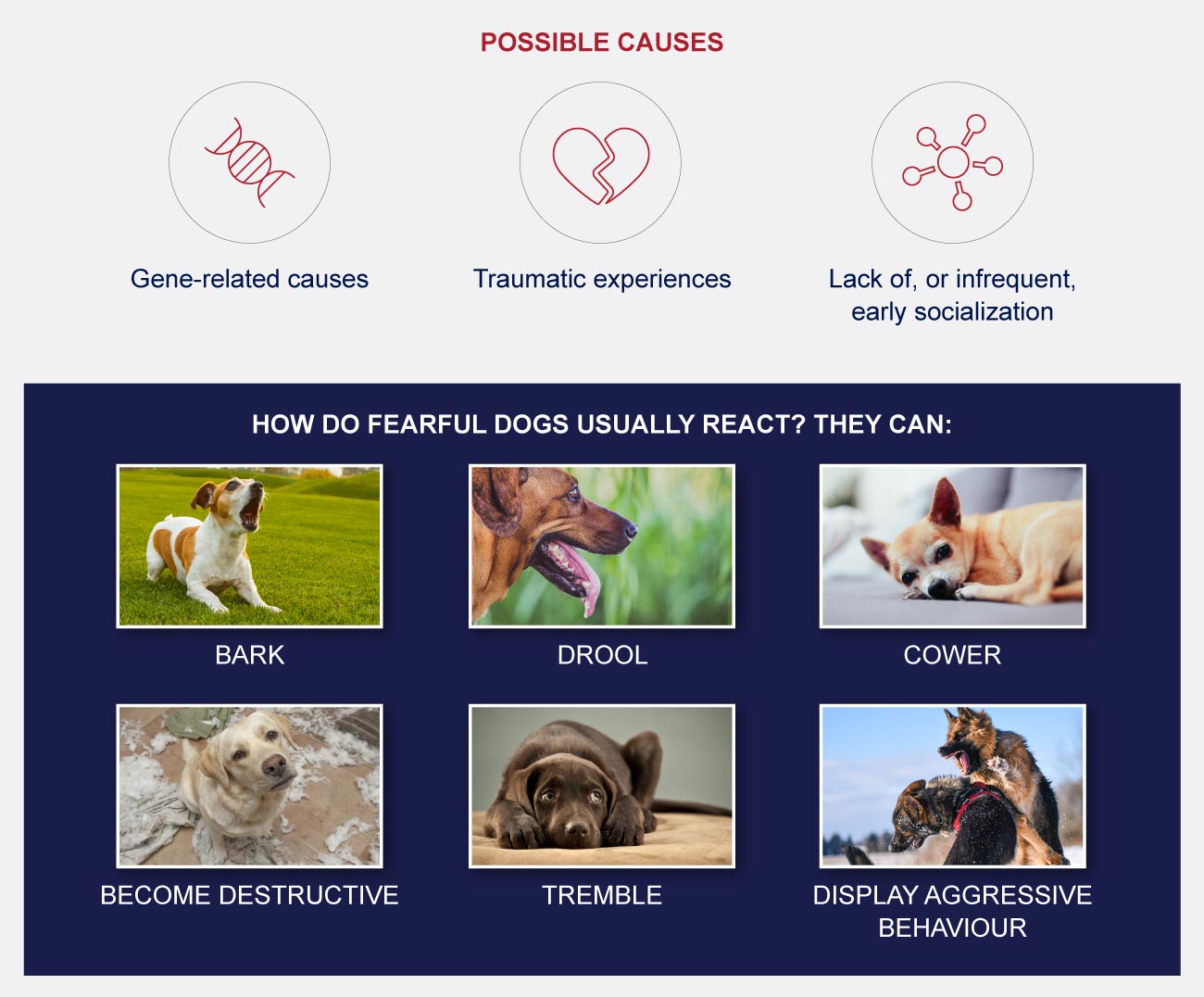 infographic dog phobias and fears