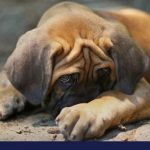 dog common phobias and fears