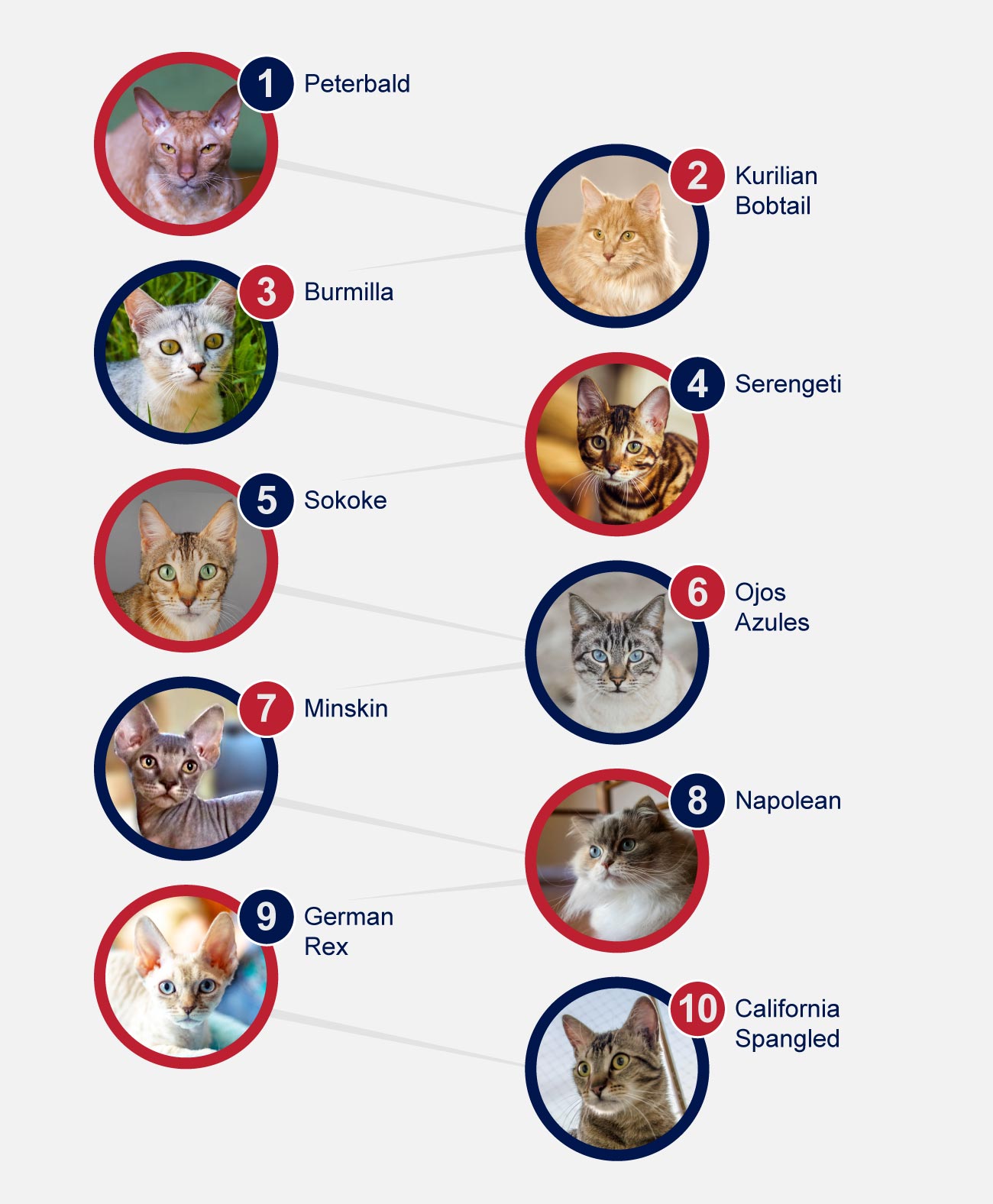 infographic cat rare breeds