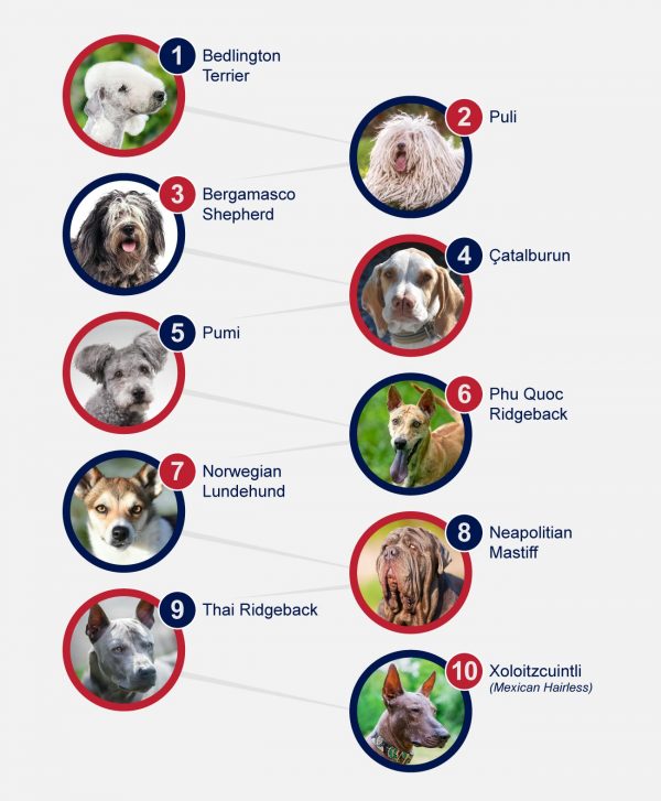 Unusual Breeds Of Dogs - PetlifeUS