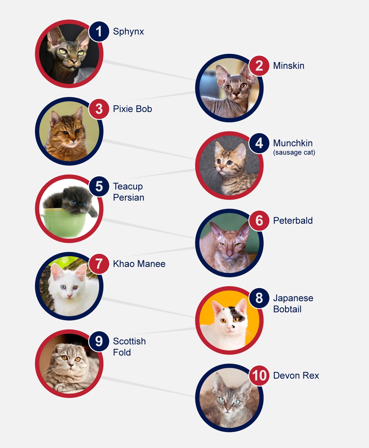 infographic cats unusual breeds