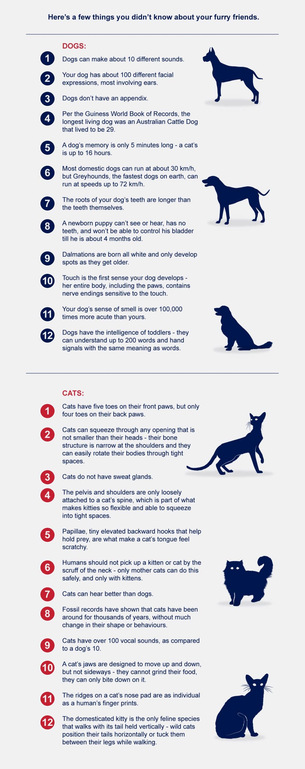 infographic uncommon facts dogs vs cats