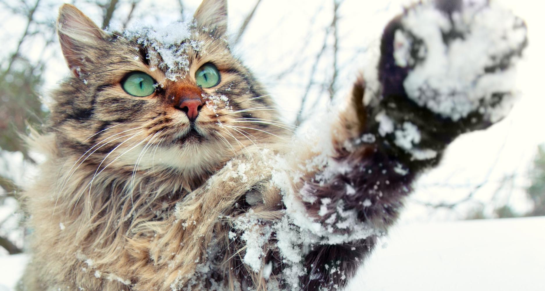 When Is It Too Cold For Cats To Be Outside? PetlifeUS