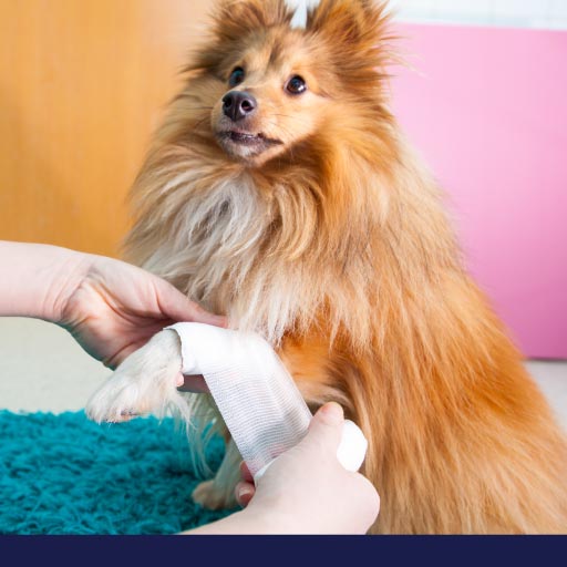 Read more about the article Basic First Aid For Dogs Part 1: First Aid Kit And Emergencies Overview