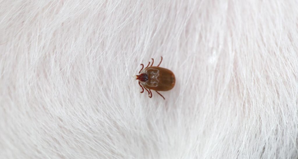 Ticks & Fleas When They Thrive And What To Do PetlifeUS