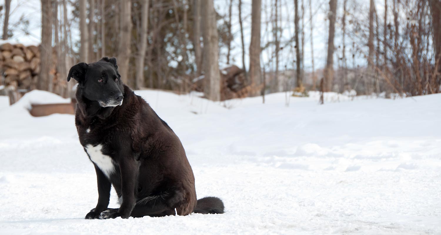 Overweight black dog sitting in the snow