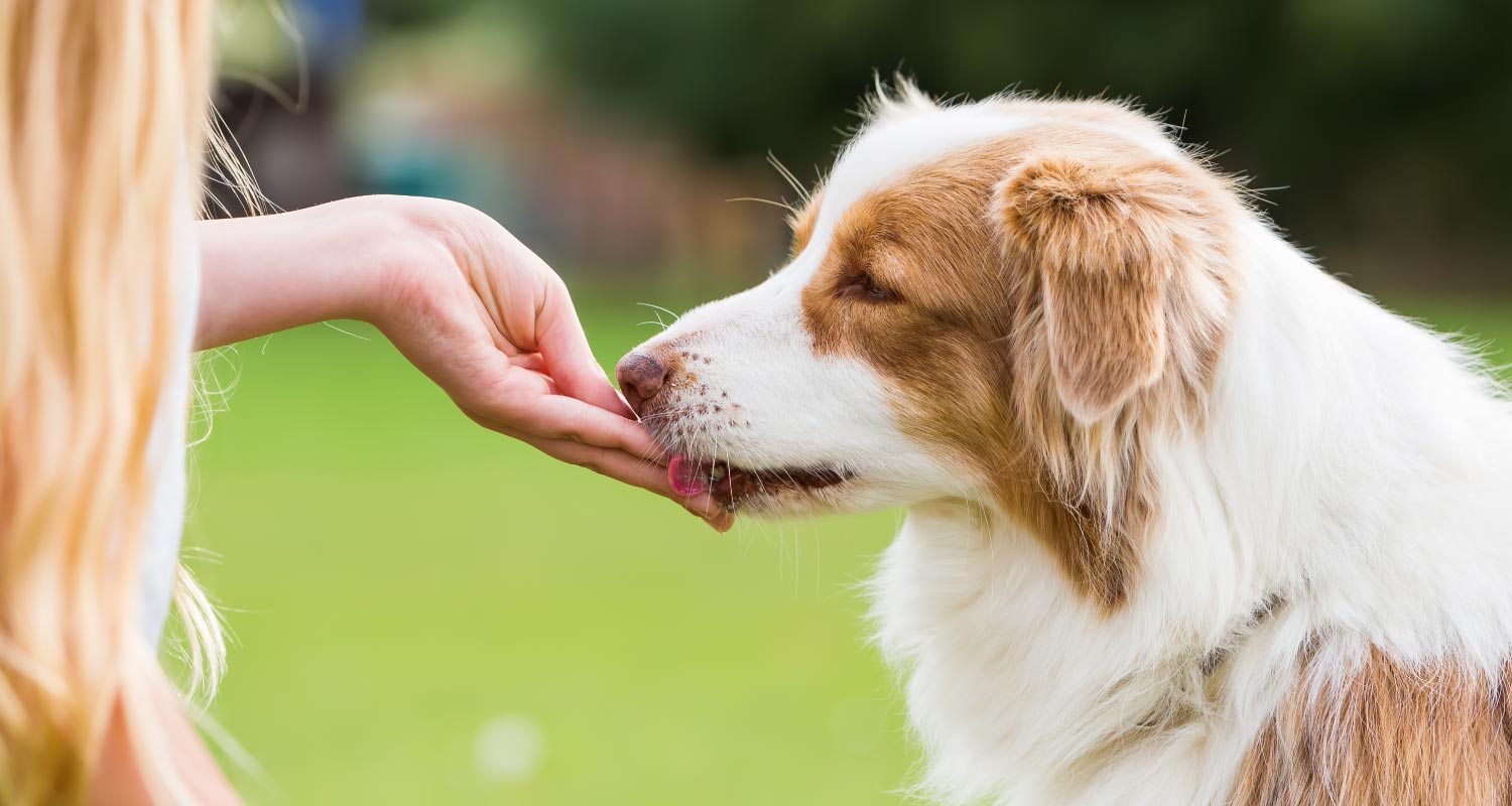 Dog receiving treat from owner during training