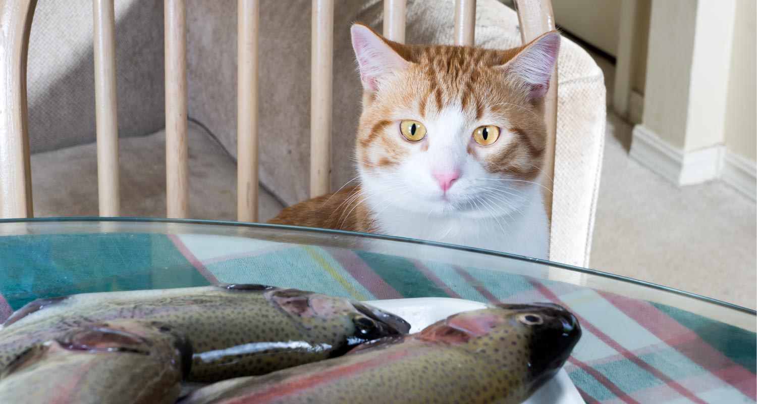 Cat looking at raw fish on a plate