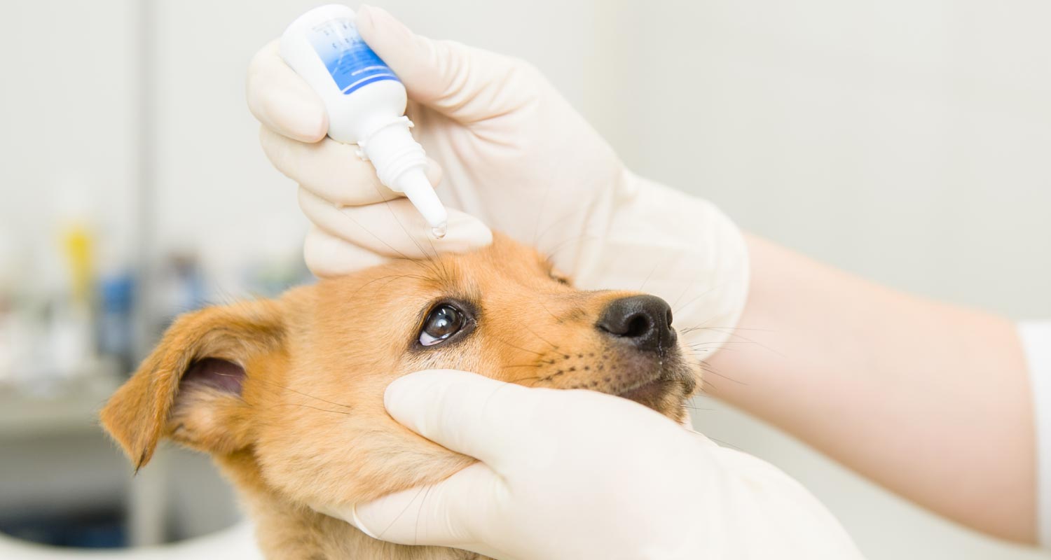 Doctor giving small dog eye drops