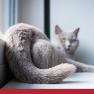 Grey cat sitting on window sill.