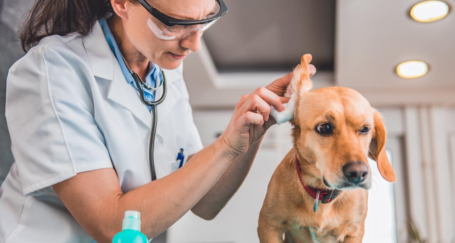 Doctor examining a dogs ear