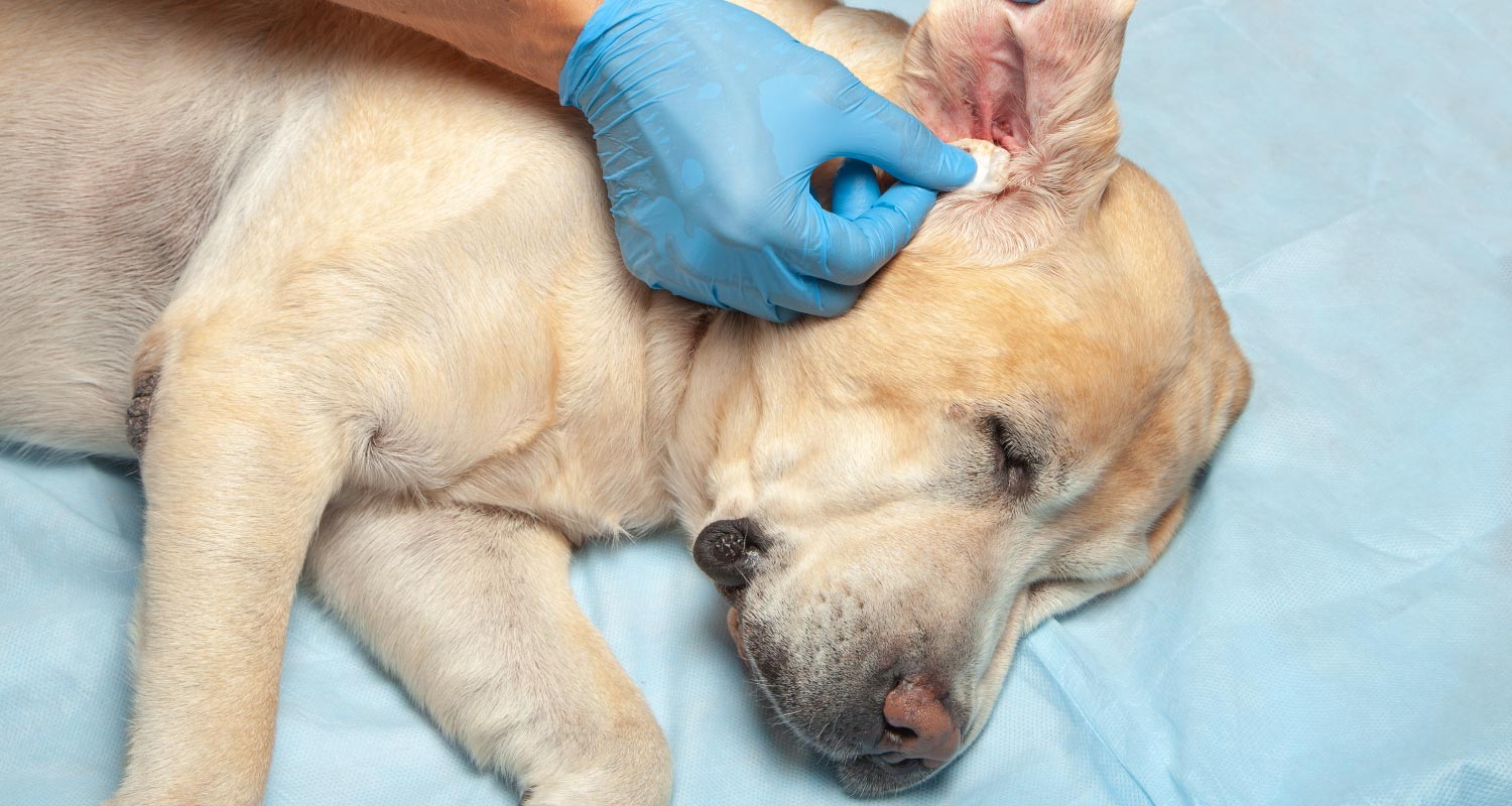 Doctor remedying dogs ear