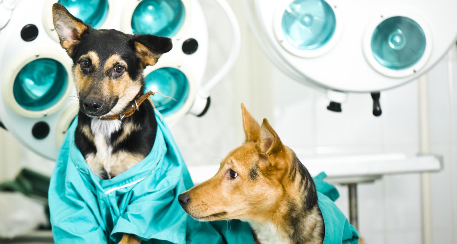 Two dogs sitting on bed before scan