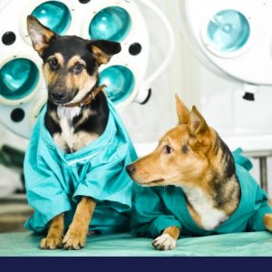 Two dogs sitting on bed before scan