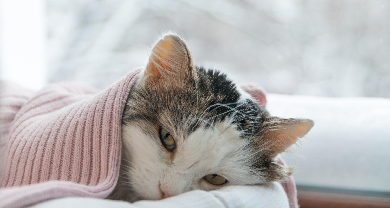 Tired looking cat laying in bed