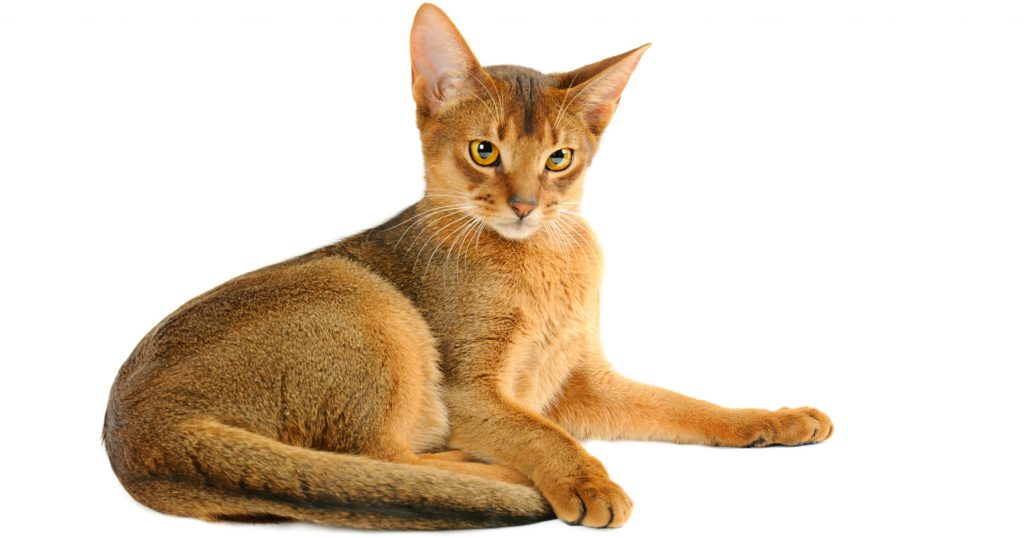 Enlarged Heart (Dilated Cardiomyopathy) In Cats - PetlifeUS