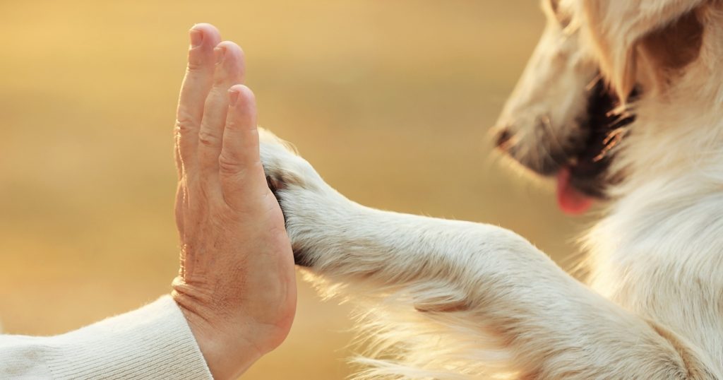 Facts About A Dog’s Heart PetlifeUS