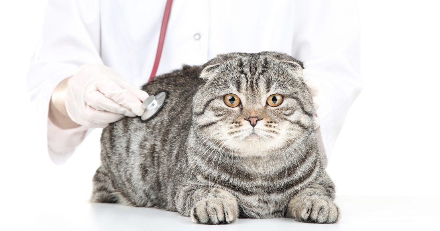 Diabetes In Cats Symptoms PetlifeUS