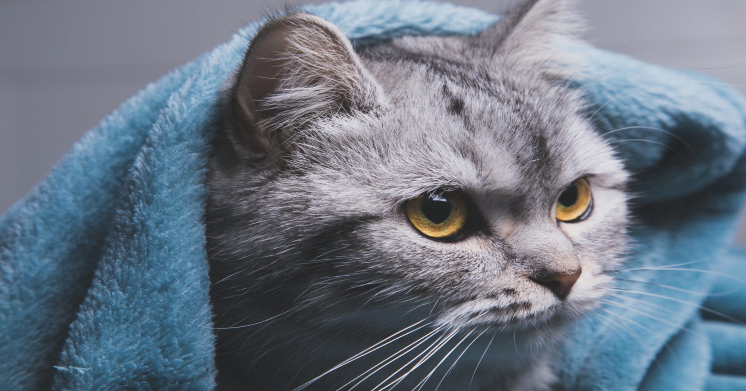 Discover The Causes Of Pain In Cats PetlifeUS