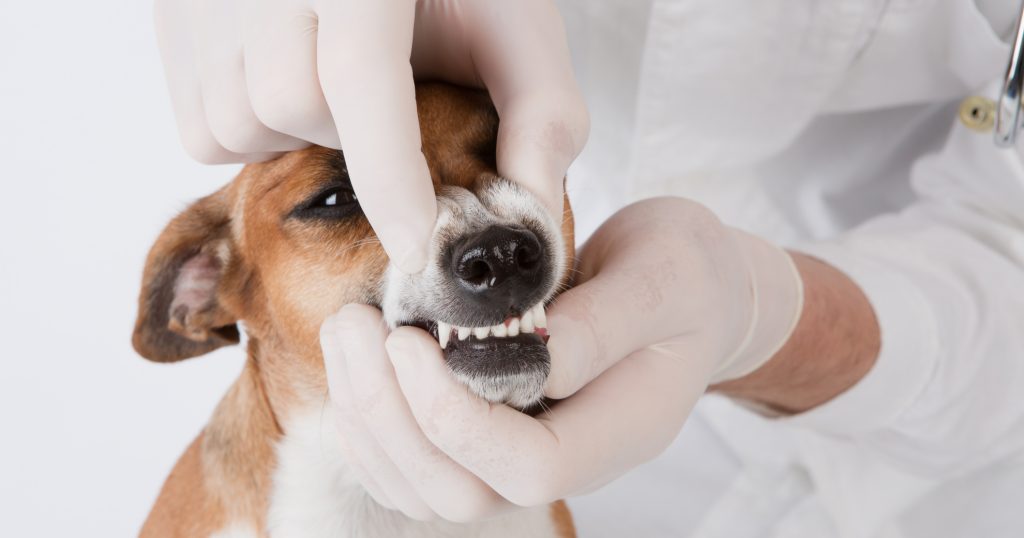 What You Need To Know About Your Dog's Oral Health PetlifeUS