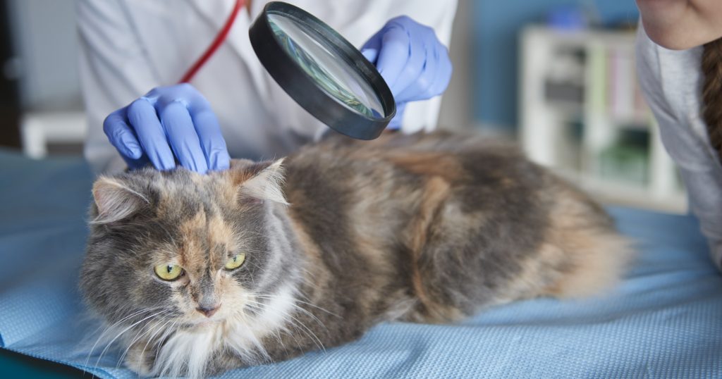 Cat Mange What You Need To Know PetlifeUS
