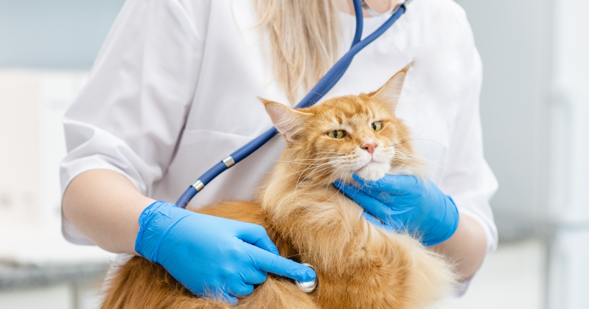Management Of Feline Chronic Kidney Disease PetlifeUS