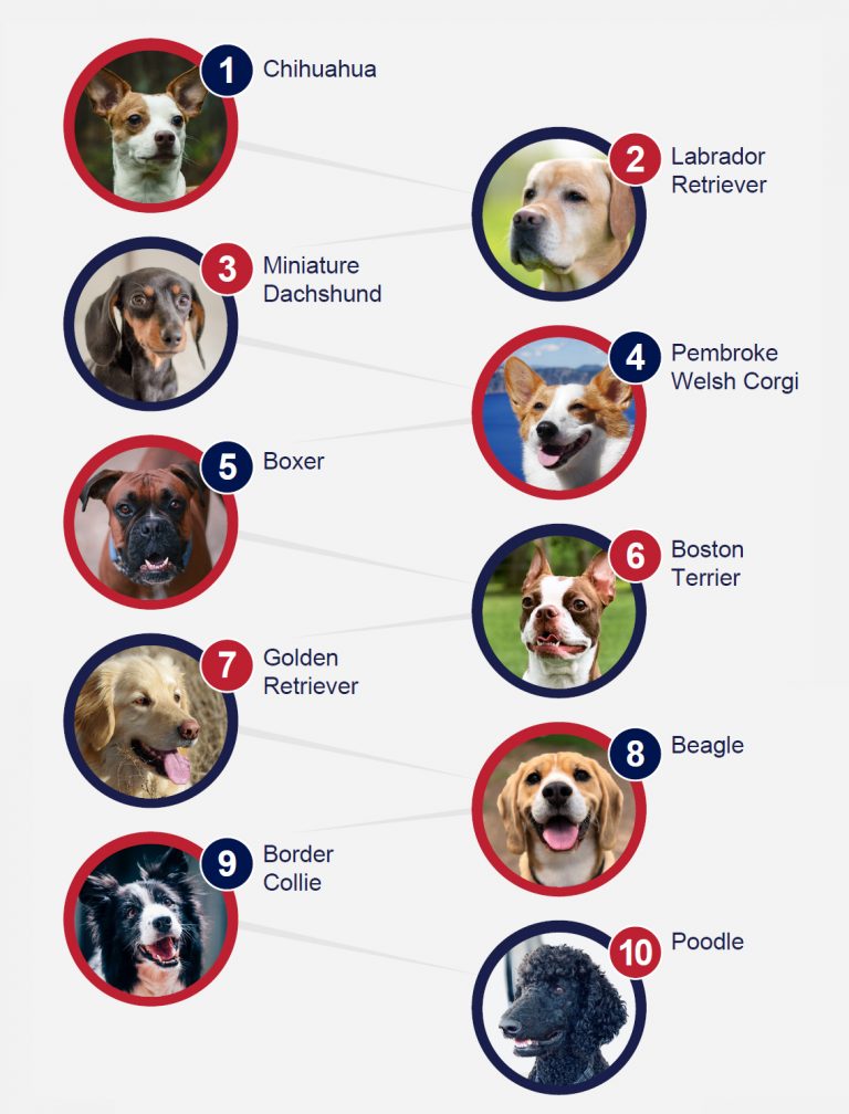 Popular Breeds Of Dogs PetlifeUS