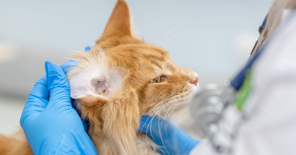 Ear Infections In Cats PetlifeUS