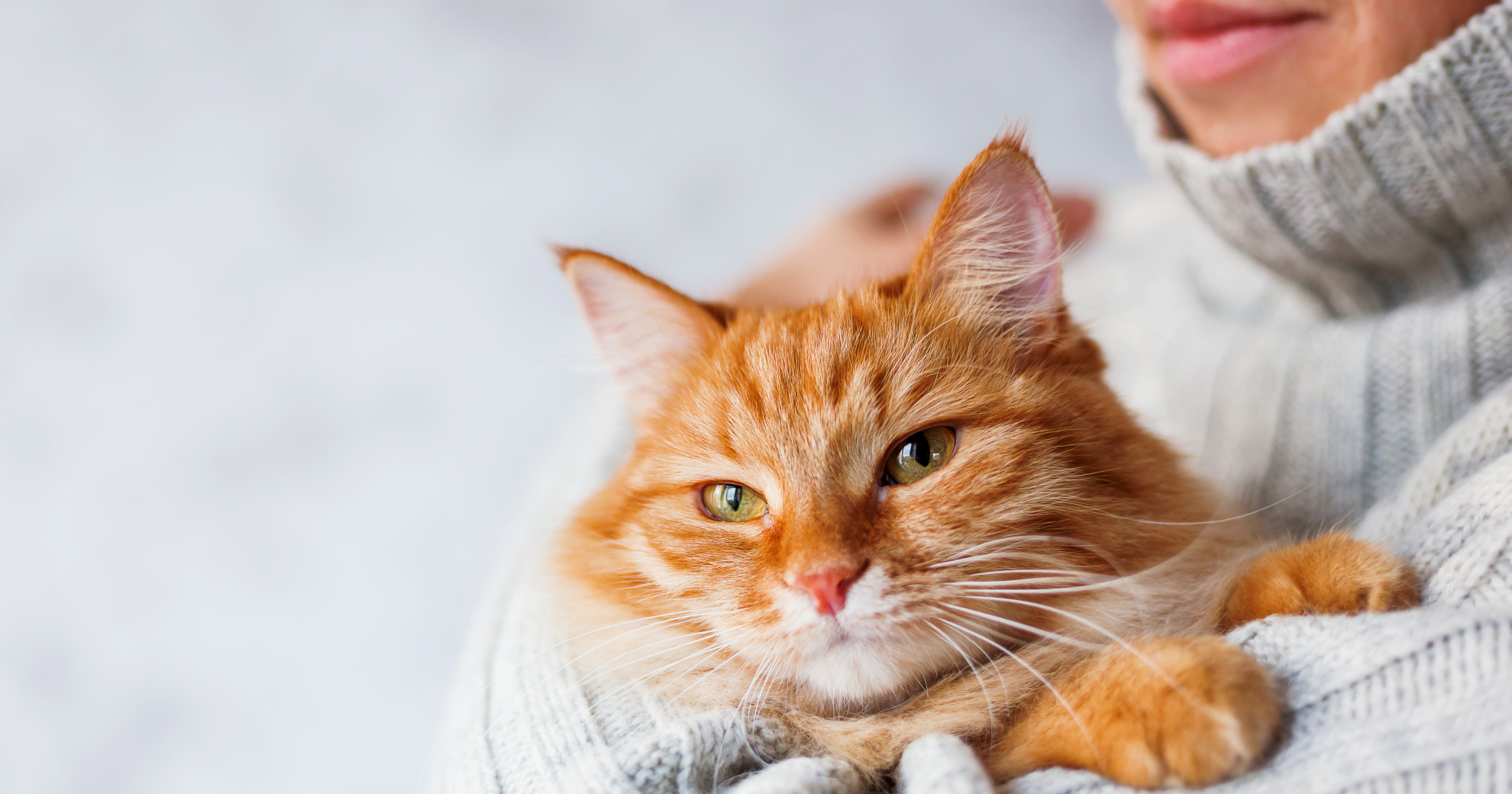 Here’s How To Improve Your Cat’s Wellbeing PetlifeUS