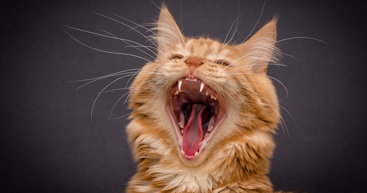 Feline Tooth Resorption: What You Need To Know - PetlifeUS