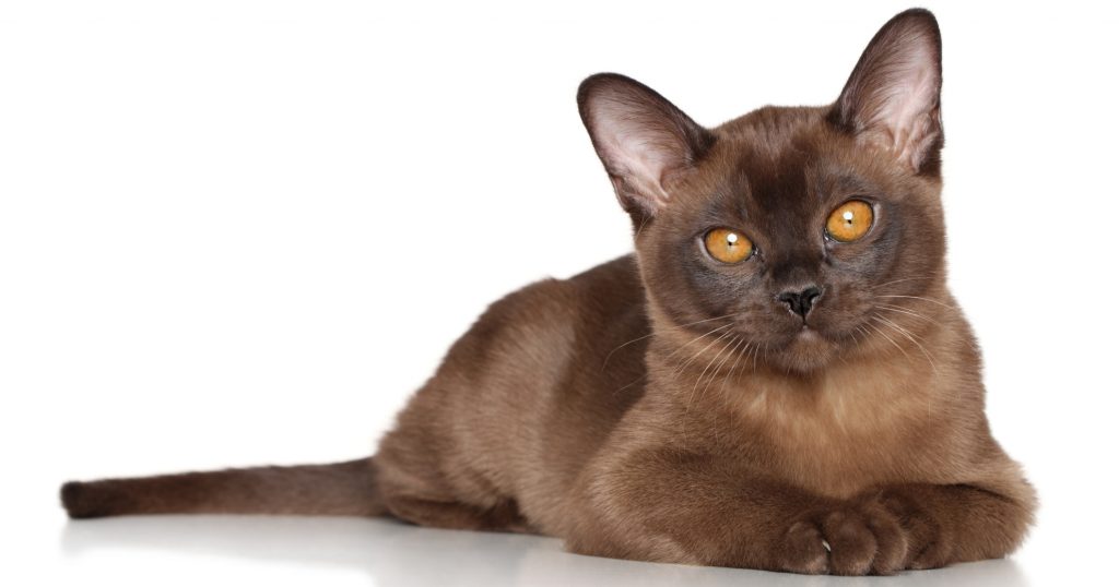 Diabetes Mellitus in Cats - PetlifeUS