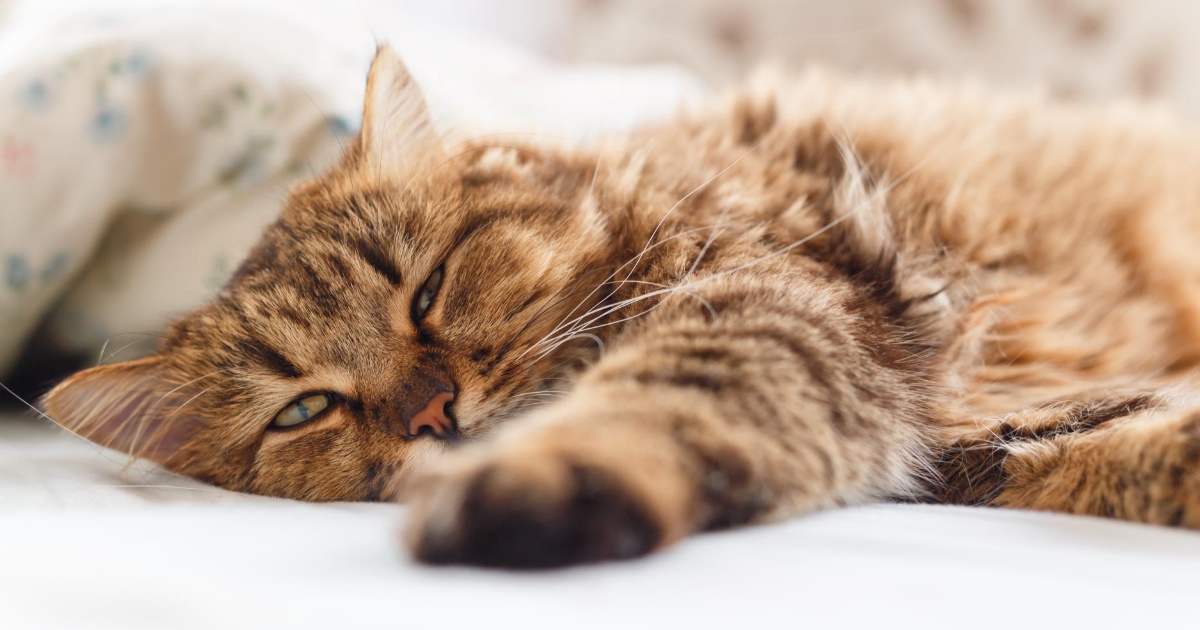 What You Should Know About Epilepsy In Cats - PetlifeUS