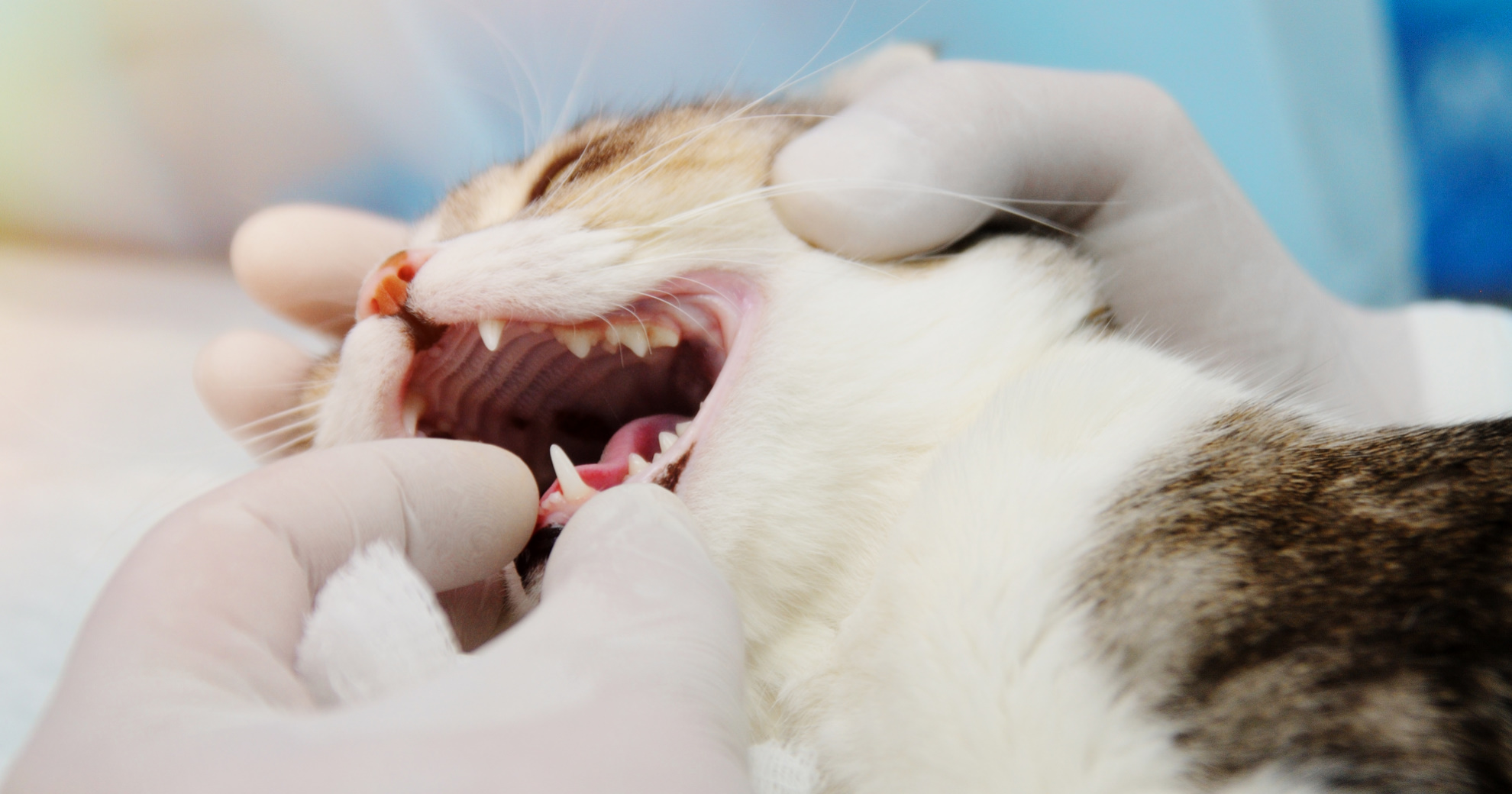 Stages And Treatment Of Gum Disease In Cats - PetlifeUS