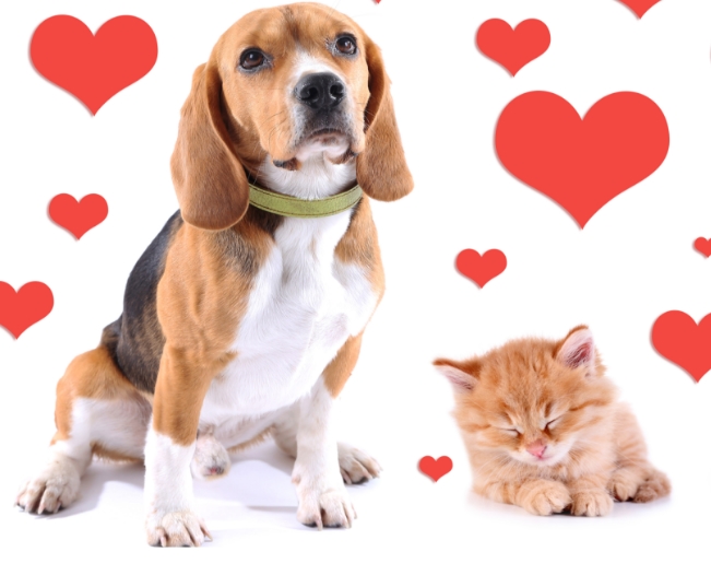 Read more about the article 6 Ways To Treat Your Pet On Valentine’s Day