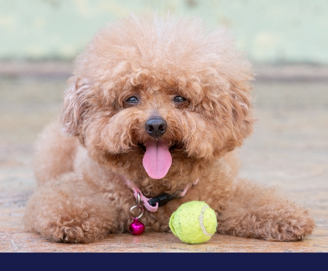 Read more about the article Fun Tips On How To Keep Dogs Happy Indoors